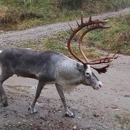 Apartamento Draft Reindeer For Comfortable Rovaniemi